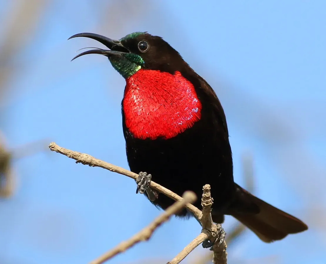 File:Scarlet-chested sunbird, Chalcomitra senegalensis, at Lake Chivero, Harare, Zimbabwe - male (21856918852), crop.jpg