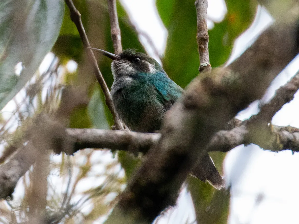 File:Schistes geoffroyi 119130181 (cropped).jpg