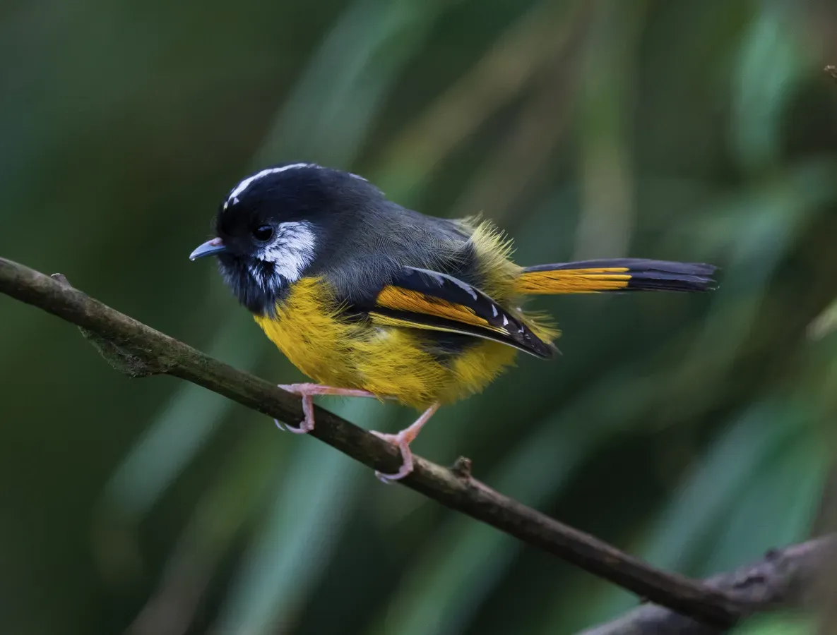 File:Lioparus chrysotis camera.jpg