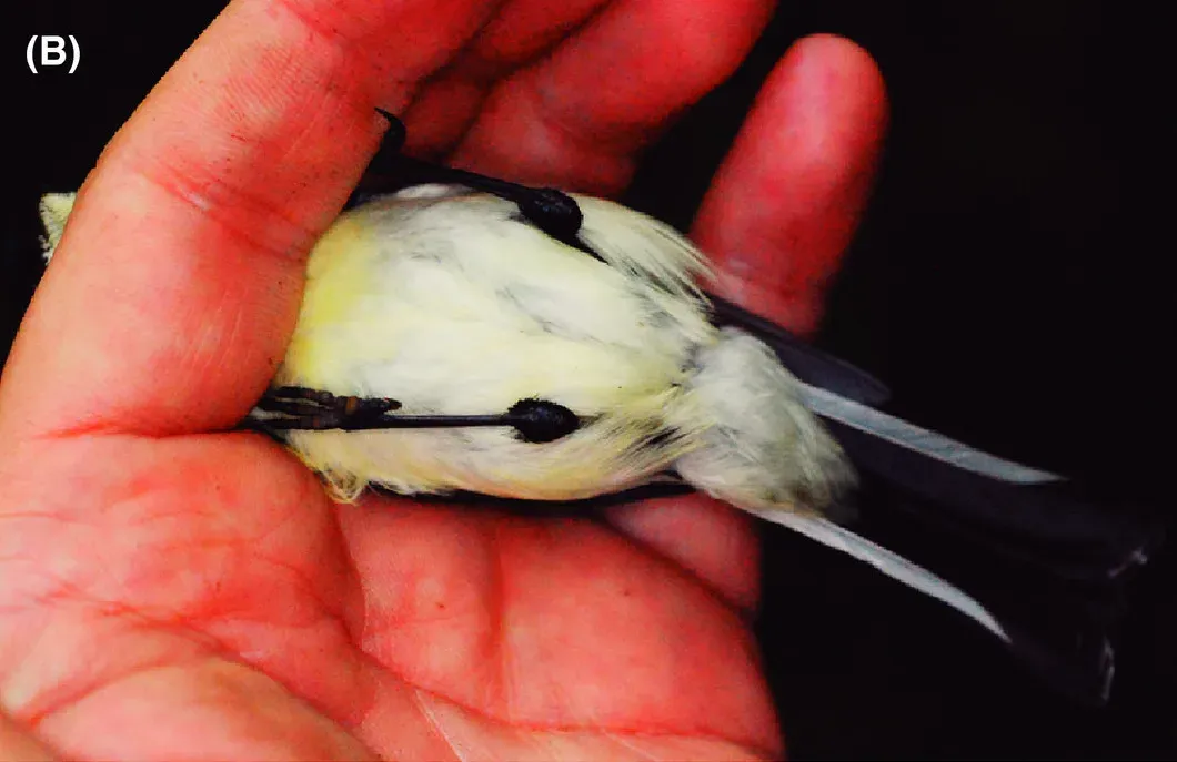 File:Melanocharis citreola in life B (cropped).jpg