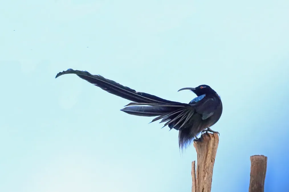 File:Epimachus fastosus fastosus 3315360.jpg