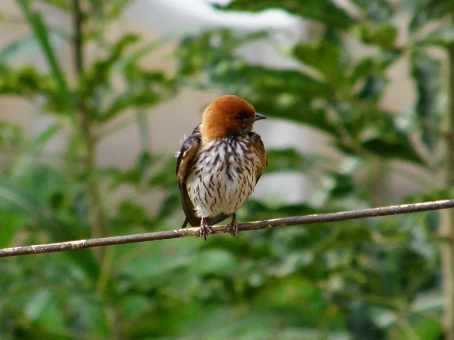 File:Cecropis abyssinica abyssinica, Aksum, Tigray, Ethiopia 1.jpg