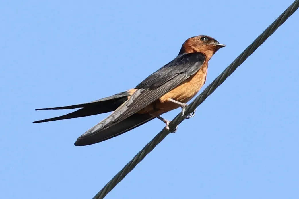 File:Cecropis badia, Pak Nam, Satun, Thailand 2.jpg