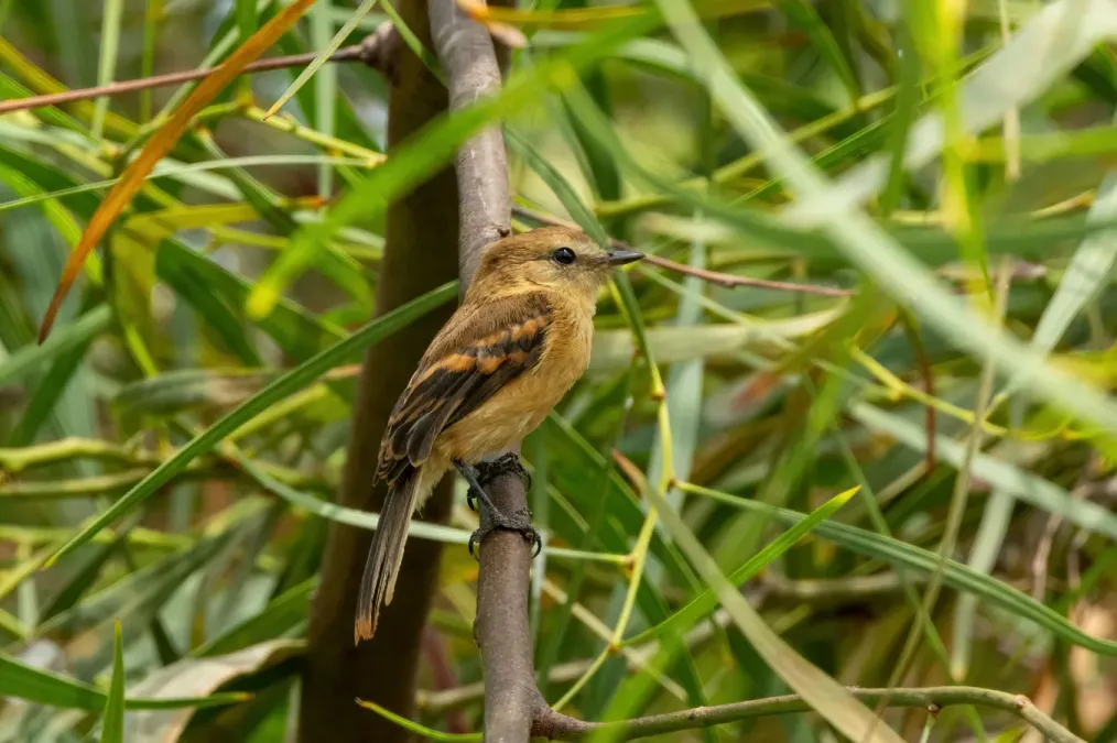 File:Rufescent Flycatcher (Myiophobus rufescens).jpg