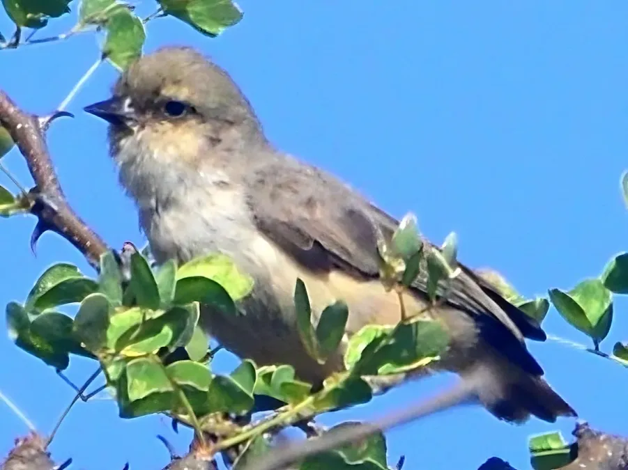 File:Anthoscopus musculus 129982645 2.jpeg