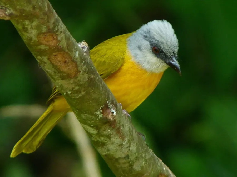 File:Eucometis penicillata -Manizales, Caldas, Colombia-8.jpg