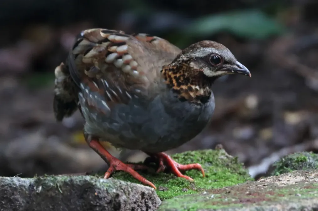 File:Arborophila rufogularis 339815670.jpg