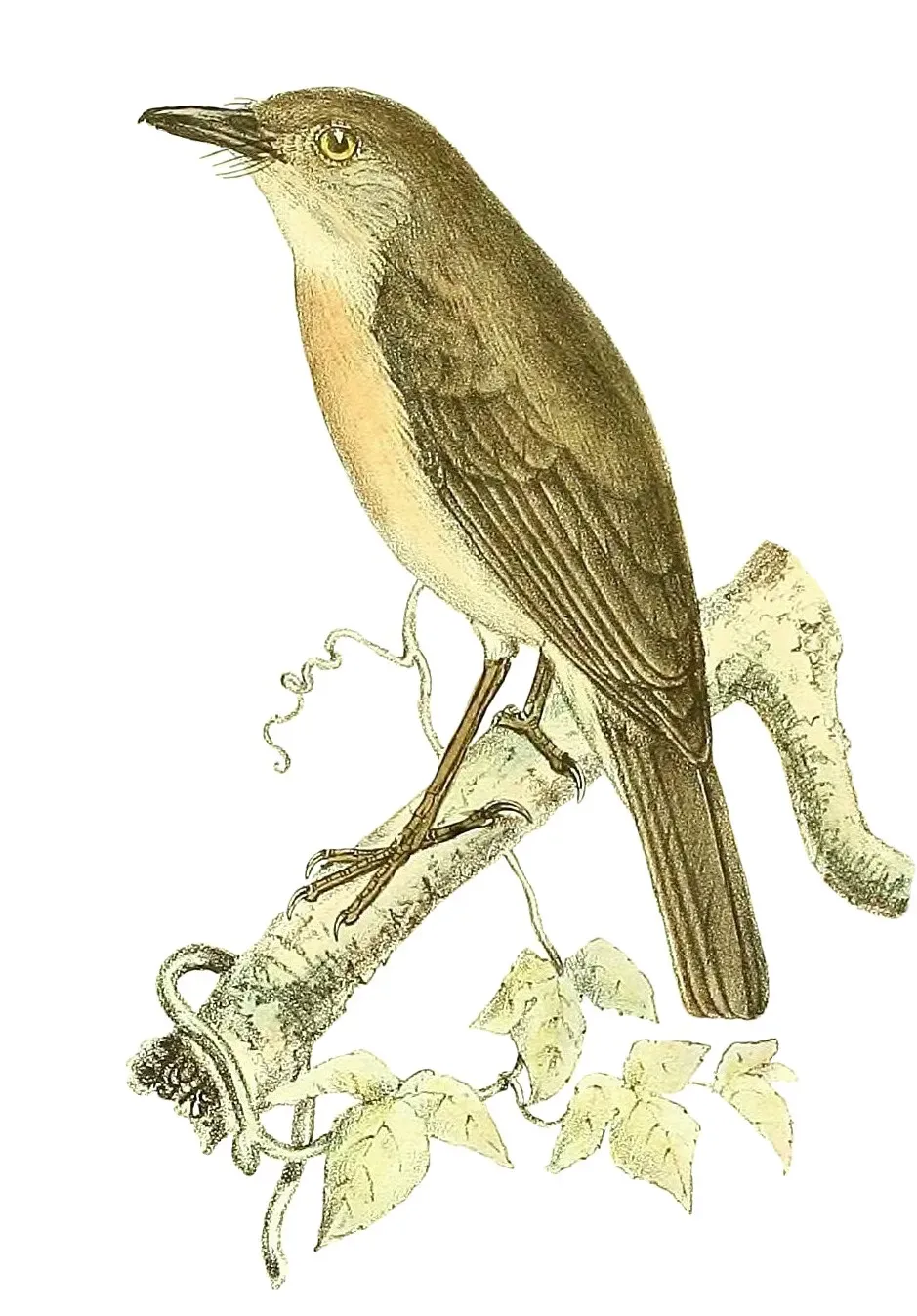 File:Newtonia brunneicauda 1868.jpg