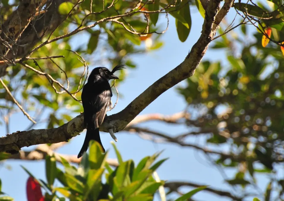 File:Drongo malgache, Dicrurus forficatus, dans la forêt de Sainte-Marie, Madagascar.jpg