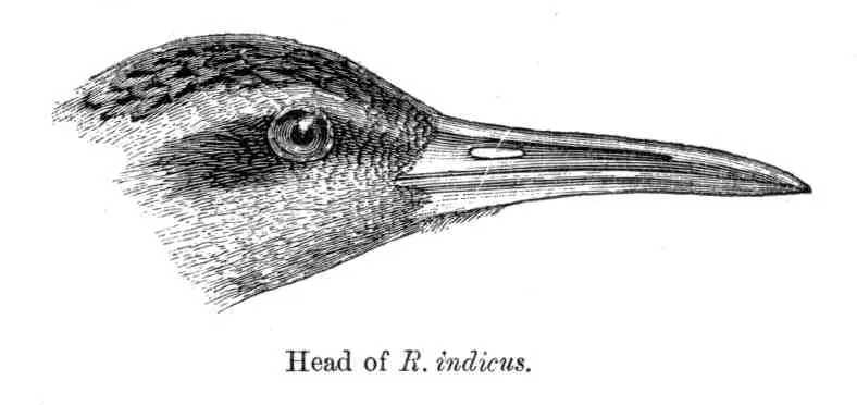 File:RallusIndicusFBI.jpg