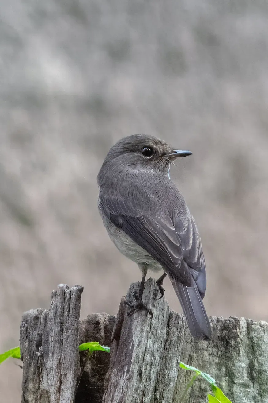 File:Papamoscas palustre (Muscicapa aquatica), parque nacional de la Selva Impenetrable de Bwindi, Uganda, 2024-02-02, DD 95.jpg