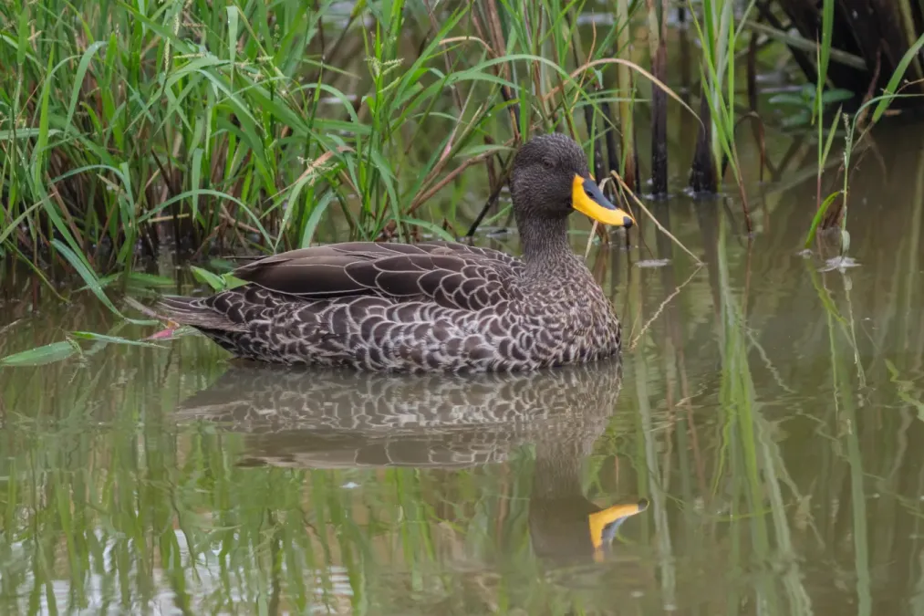 File:Pato de pico amarillo (Anas undulata), parque nacional del Lago Mburo, Uganda, 2024-02-01, DD 47.jpg