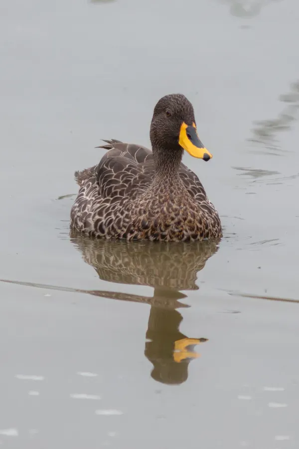 File:Pato de pico amarillo (Anas undulata), parque nacional del Lago Mburo, Uganda, 2024-02-01, DD 49.jpg
