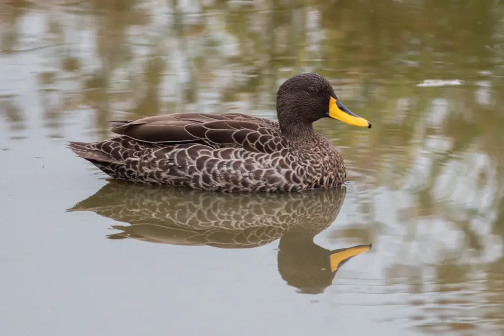 File:Pato de pico amarillo (Anas undulata), parque nacional del Lago Mburo, Uganda, 2024-02-01, DD 50.jpg
