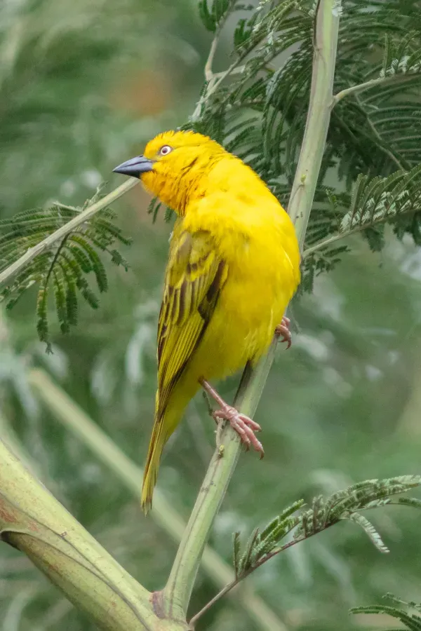 File:Tejedor azafranado (Ploceus xanthops), parque nacional de la Selva Impenetrable de Bwindi, Uganda, 2024-02-02, DD 102.jpg