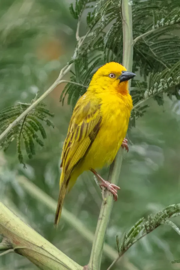 File:Tejedor azafranado (Ploceus xanthops), parque nacional de la Selva Impenetrable de Bwindi, Uganda, 2024-02-02, DD 103.jpg