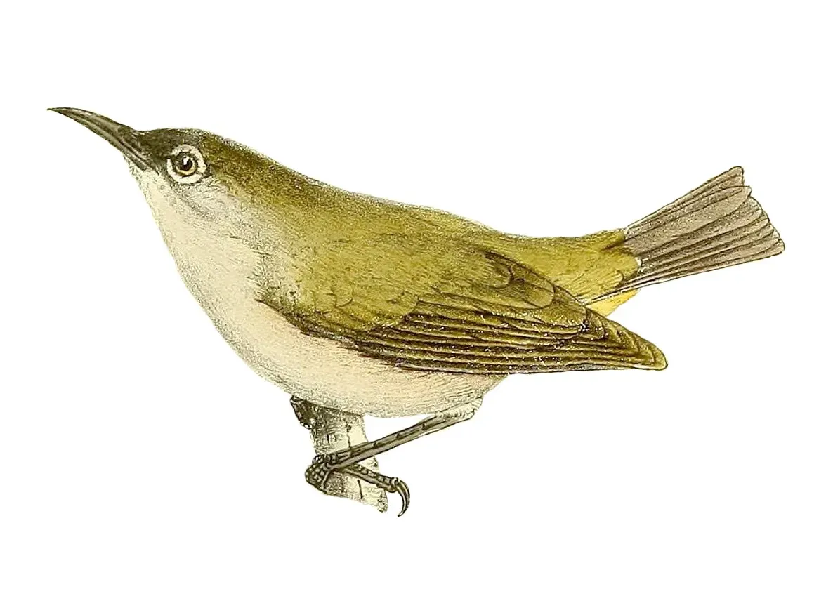 File:Zosterops olivaceus 1868.jpg
