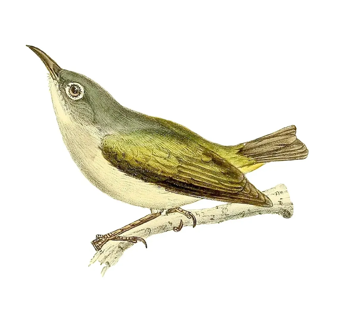 File:Zosterops chloronothos 1868.jpg