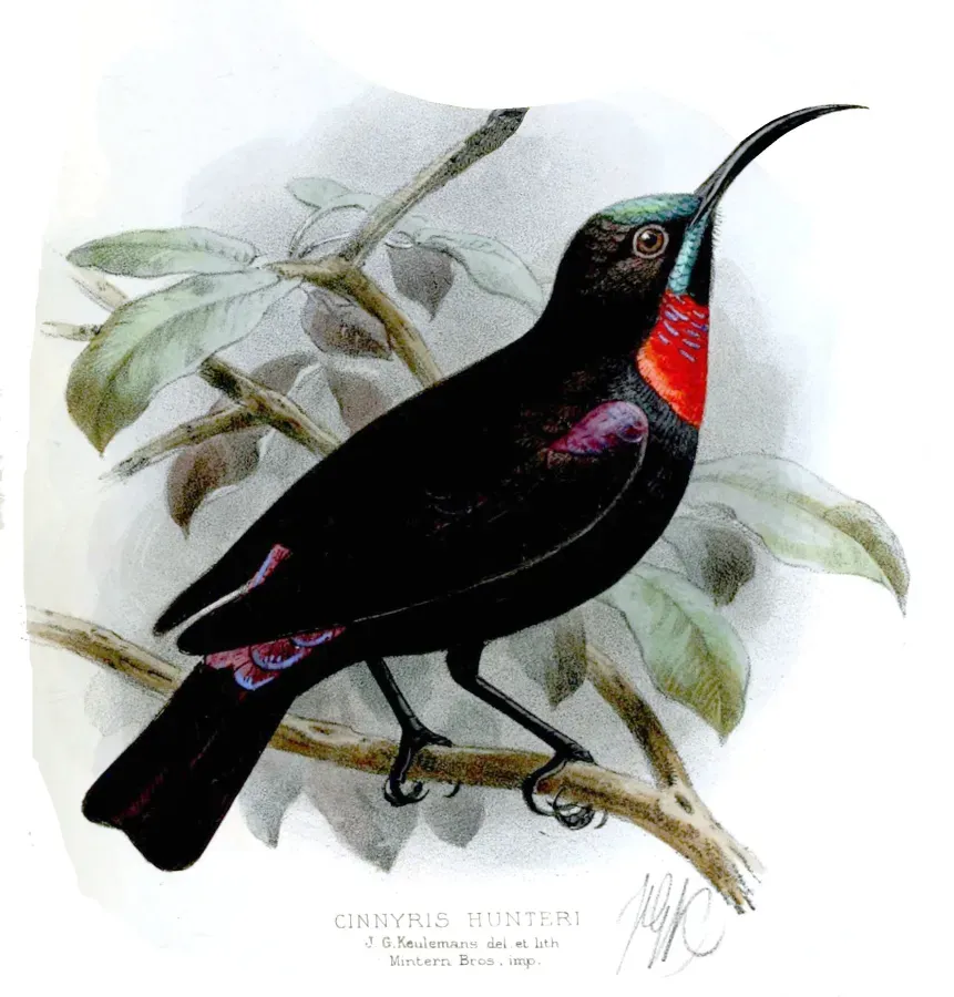 File:ZosteropsCinnyrisKeulemans, Chalcomitra hunteri.jpg