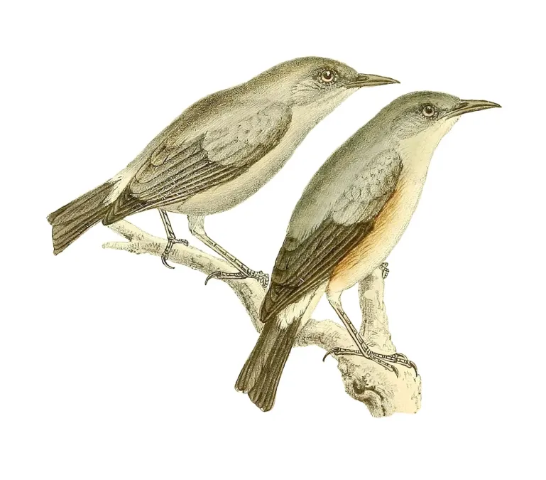 File:Zosterops borbonicus 1868.jpg