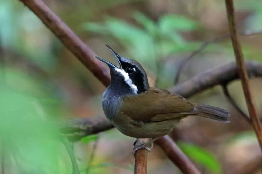 File:Mystacornis crossleyi 3613399.jpg