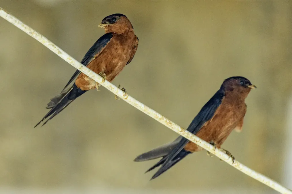 File:Cecropis badia, Phanom District, Surat Thani, Thailand 1.jpg