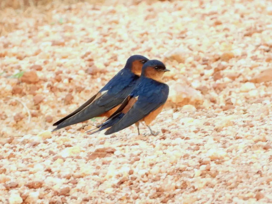 File:Cecropis hyperythra, Polonnaruwa, Sri Lanka 1.jpg