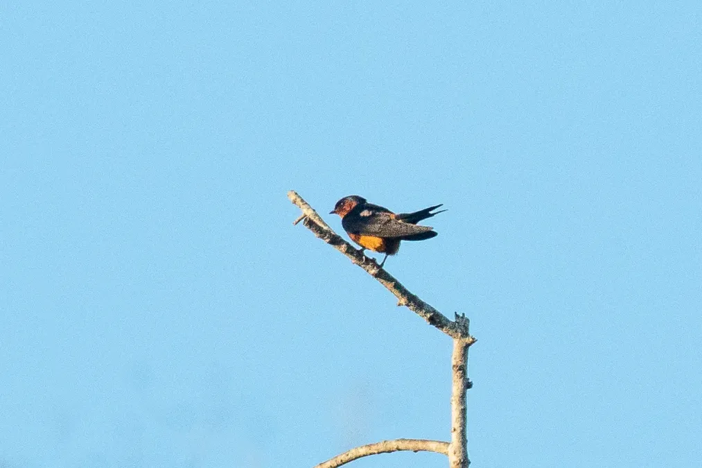 File:Cecropis hyperythra, Yala NP, Sri Lanka CD5A1510.jpg