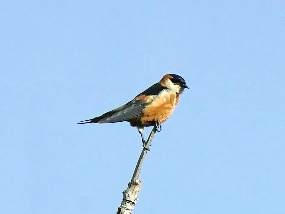 File:Cecropis senegalensis, Upper Baddibu, The Gambia 1.jpg