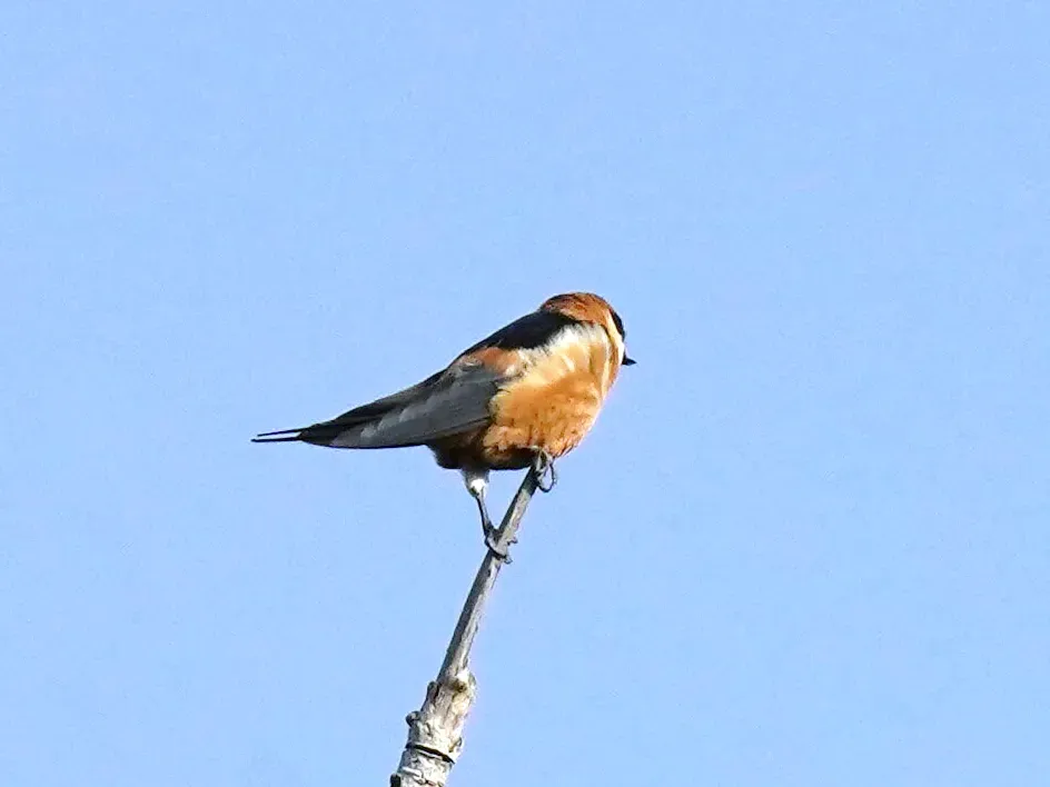 File:Cecropis senegalensis, Upper Baddibu, The Gambia 2.jpg