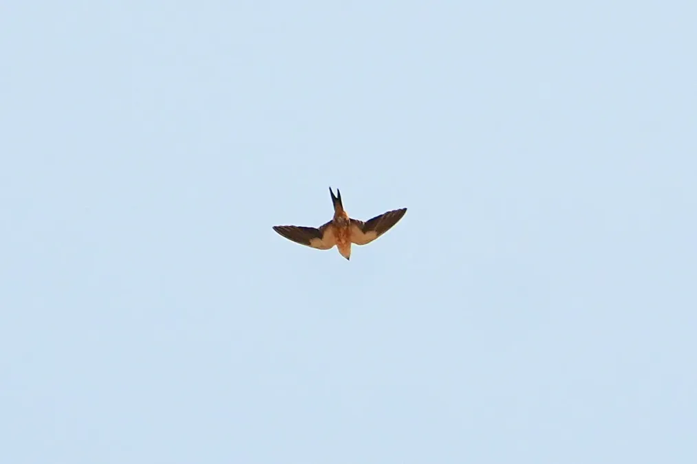 File:Cecropis senegalensis, Kiang Central, The Gambia 1.jpg