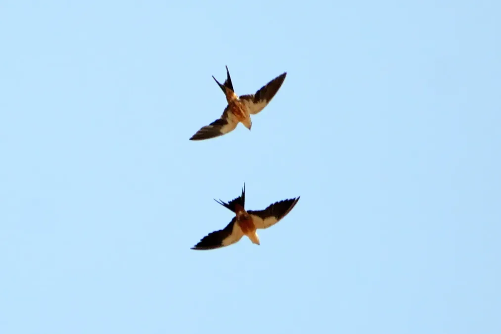 File:Cecropis senegalensis, Kiang Central, The Gambia 2.jpg