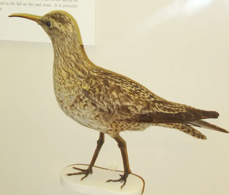 File:Numenius borealis (Harvard University).JPG
