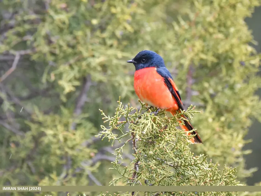 File:Long-tailed Minivet (Pericrocotus ethologus) (53696964861).jpg
