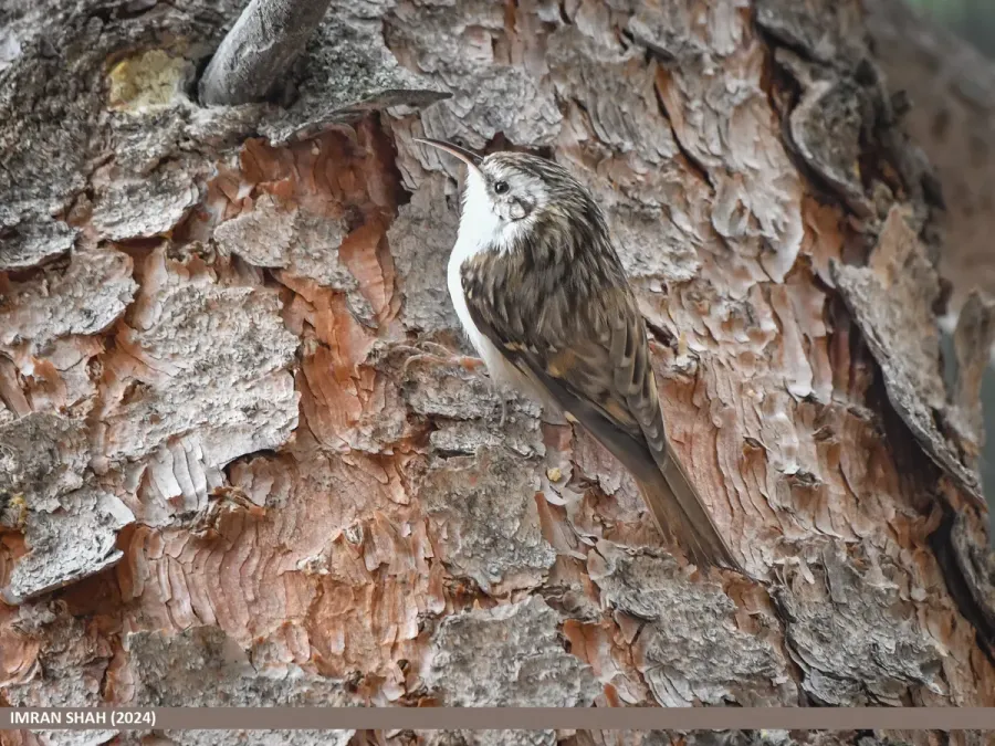 File:Hodgson's Treecreeper (Certhia hodgsoni) (53705099803).jpg
