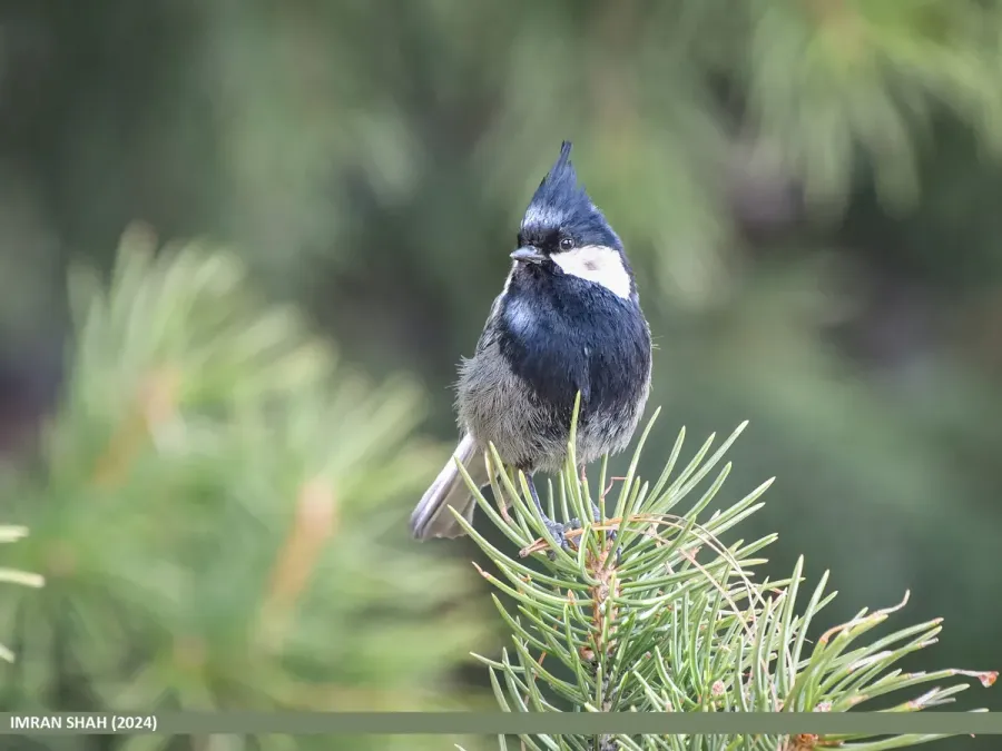 File:Rufous-naped Tit (Periparus rufonuchalis) (53705100223).jpg