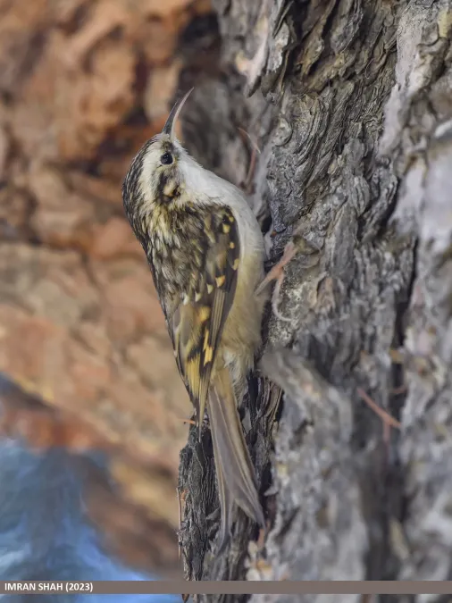 File:Hodgson's Treecreeper (Certhia hodgsoni) (53726443695).jpg