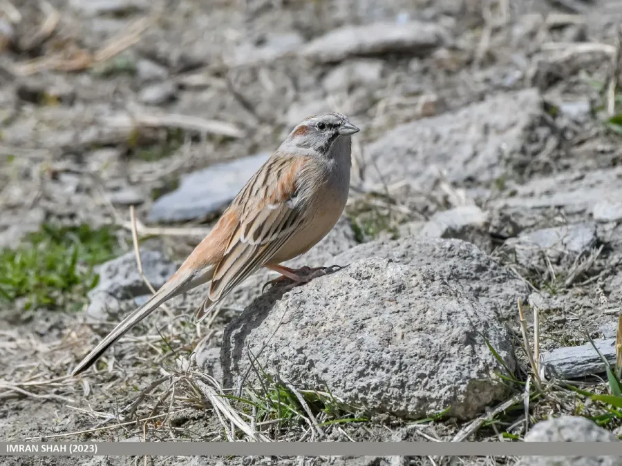 File:Godlewski's Bunting (Emberiza godlewskii) (53668803862).jpg