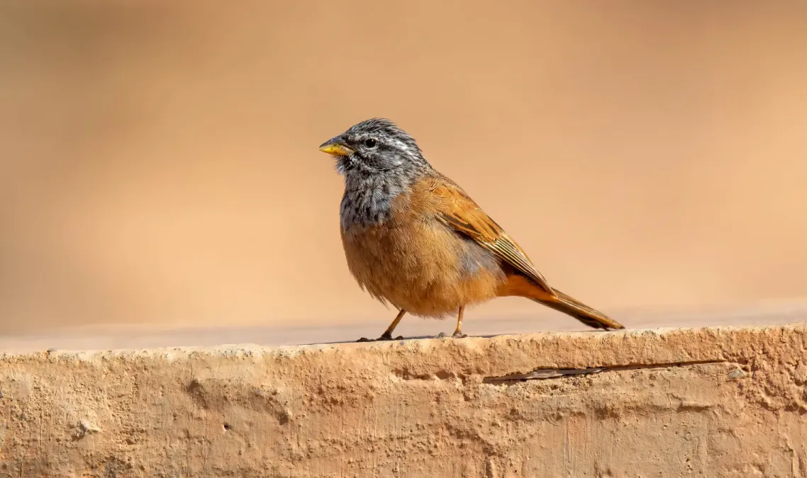 File:House Bunting ( Emberiza striolata ) ... Southern Morocco (53460985289).jpg