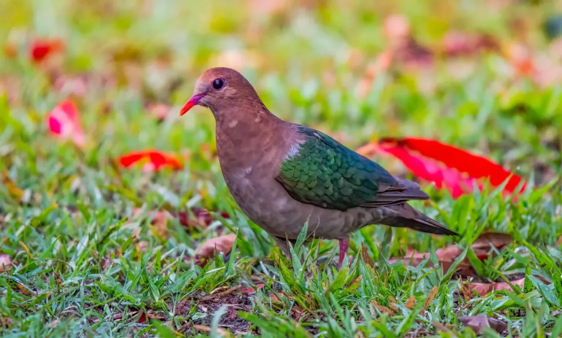 File:Pacific Emerald Dove (Chalcophaps longirostris), Queensland, Australia (53377423575).jpg