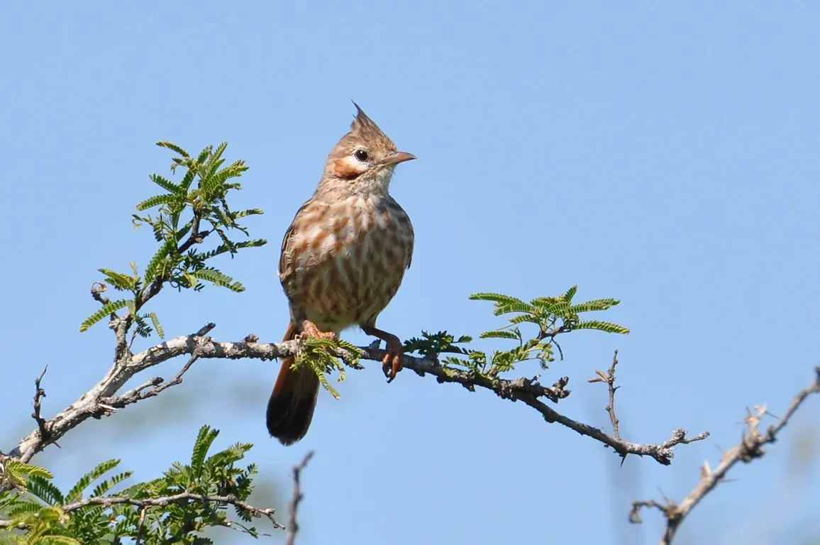 File:Coryphistera alaudina alaudina.jpg