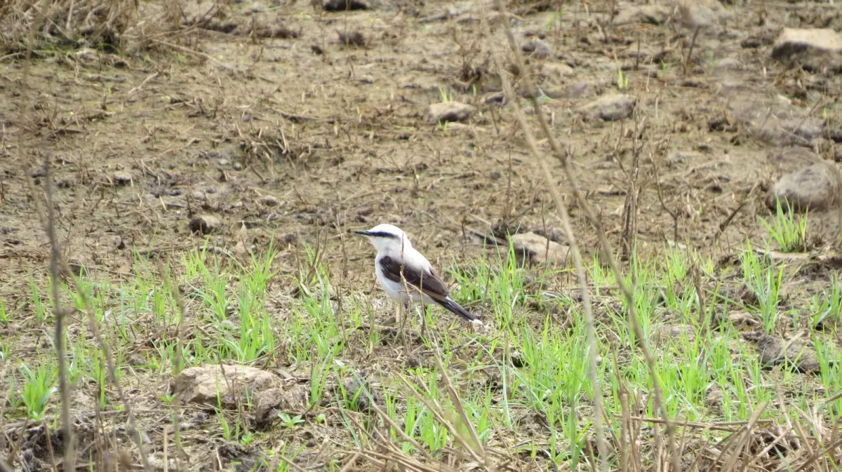File:Fluvicola nengeta 12-04-24.jpg
