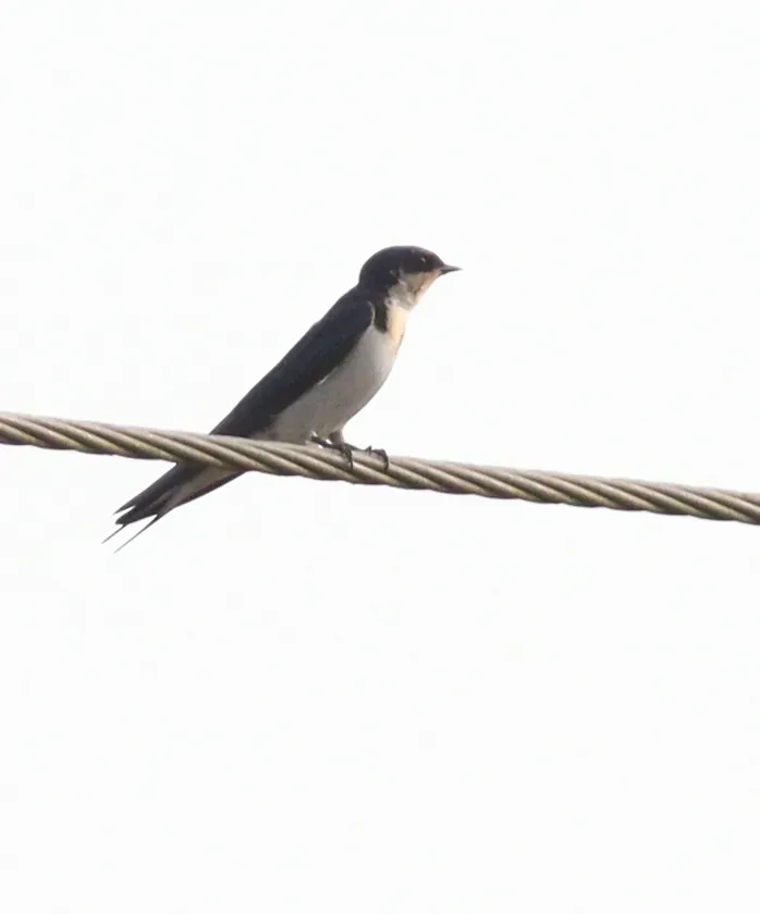 File:Hirundo aethiopica, Ahanta West, Ghana 2.jpg