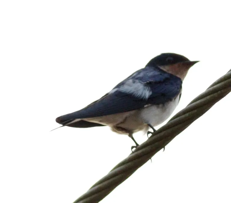 File:Hirundo aethiopica, Ahanta West, Ghana 3.jpg