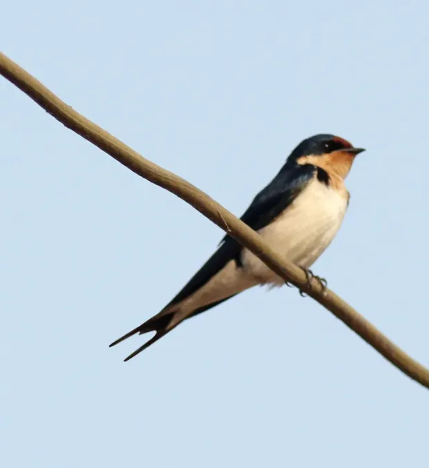 File:Hirundo aethiopica, Amedzofe, Ghana 1.jpg