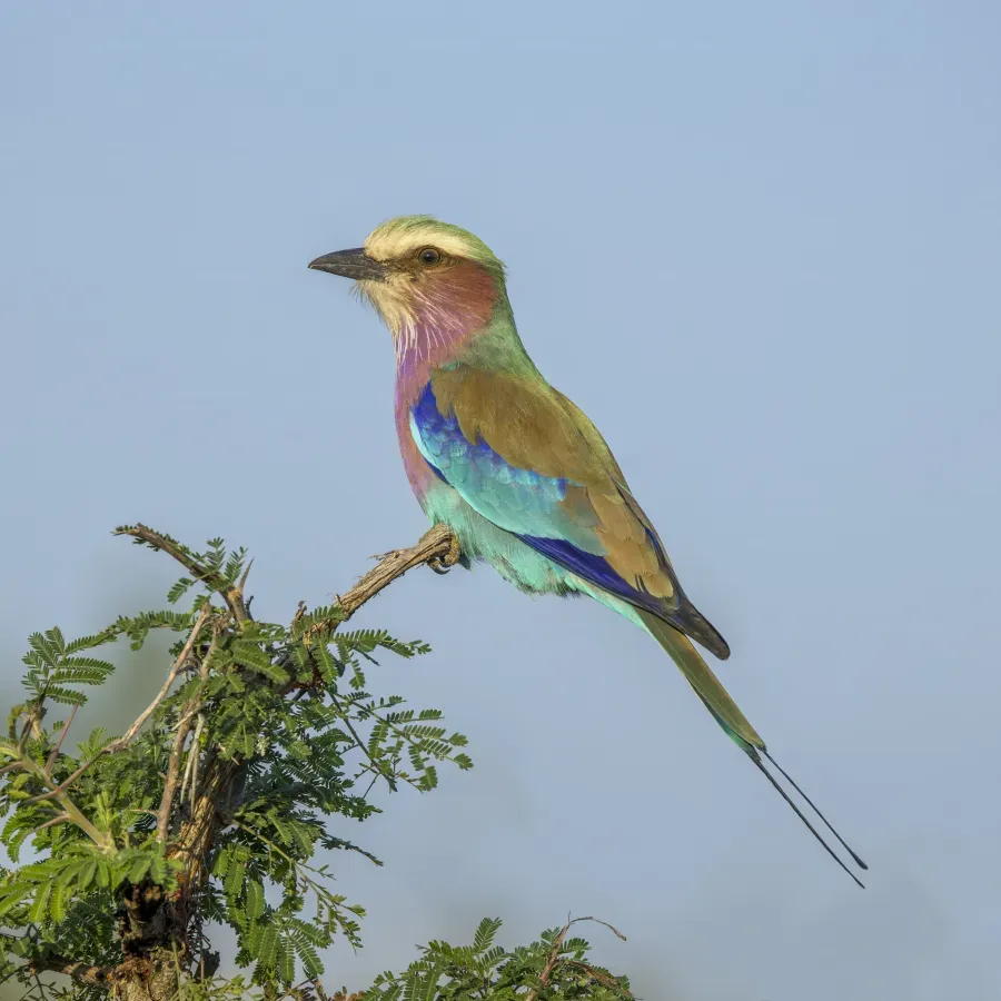 File:Lilac-breasted roller (Coracias caudatus) Kruger.jpg