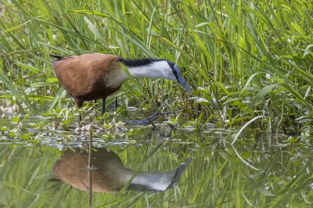 File:African jacana (Actophilornis africanus) Kruger.jpg