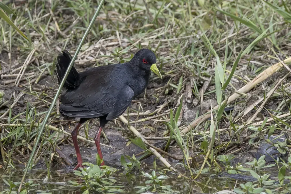 File:Black crake (Zapornia flavirostra) Kruger.jpg