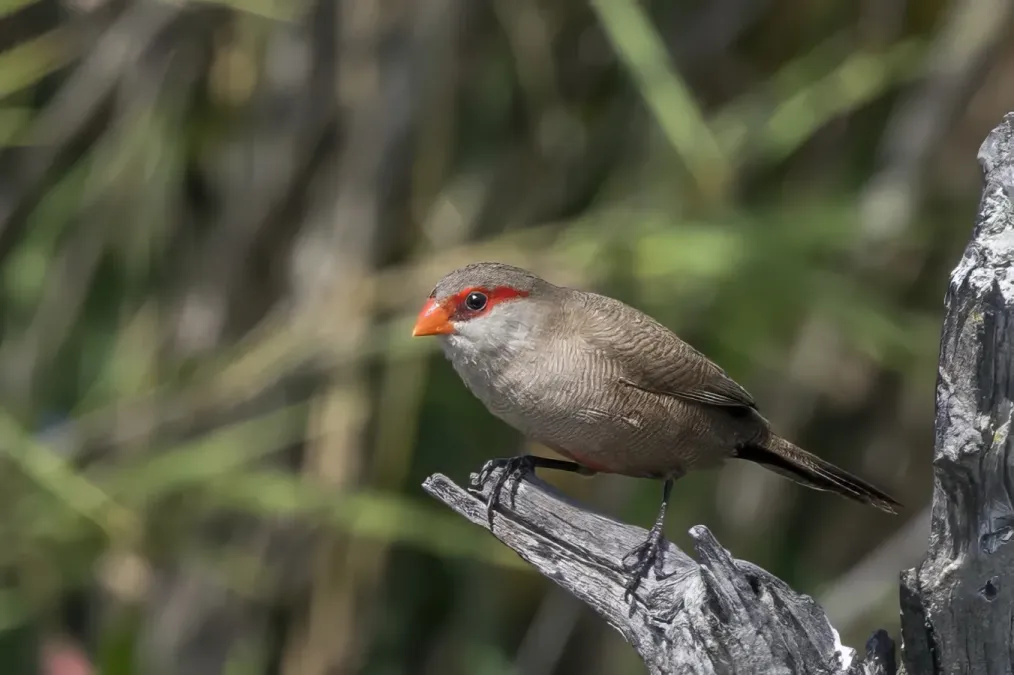 File:Common waxbill (Estrilda astrild tenebridorsa) Kruger.jpg