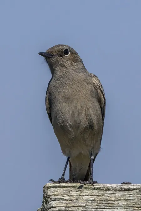 File:Familiar chat (Oenanthe familiaris hellmayri) Graskop.jpg